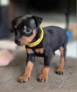 male miniature pinscher puppy for sale milo black and tan