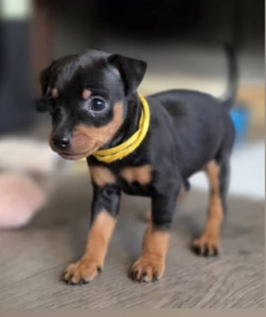 Min pinscher puppy