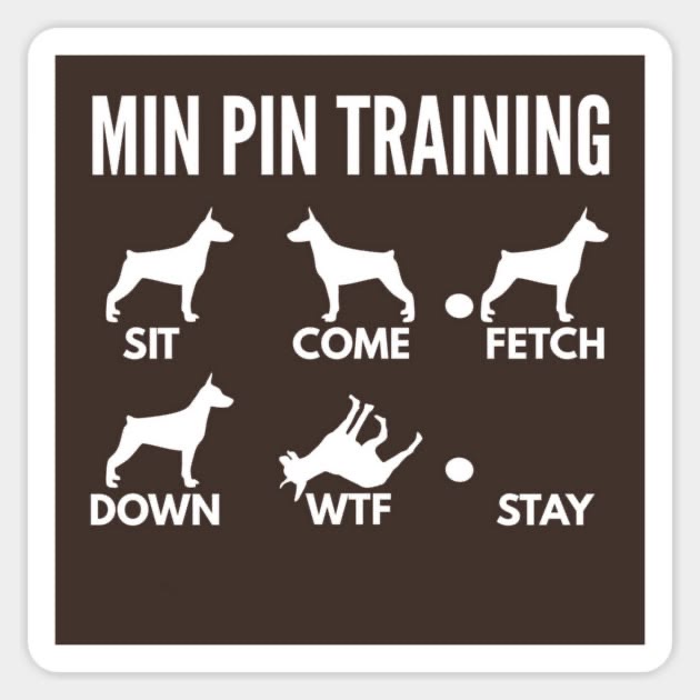 Min Pins Training Tips