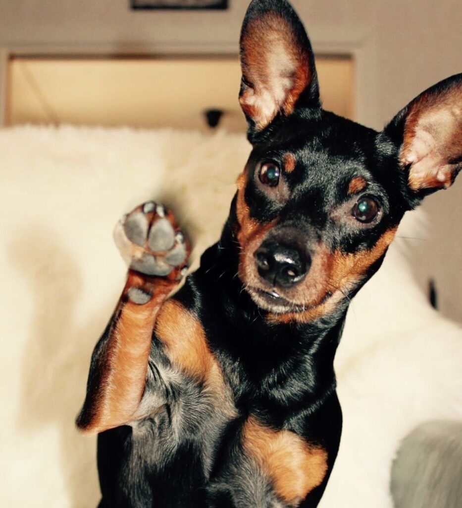Miniature Pinscher Adoption Stories