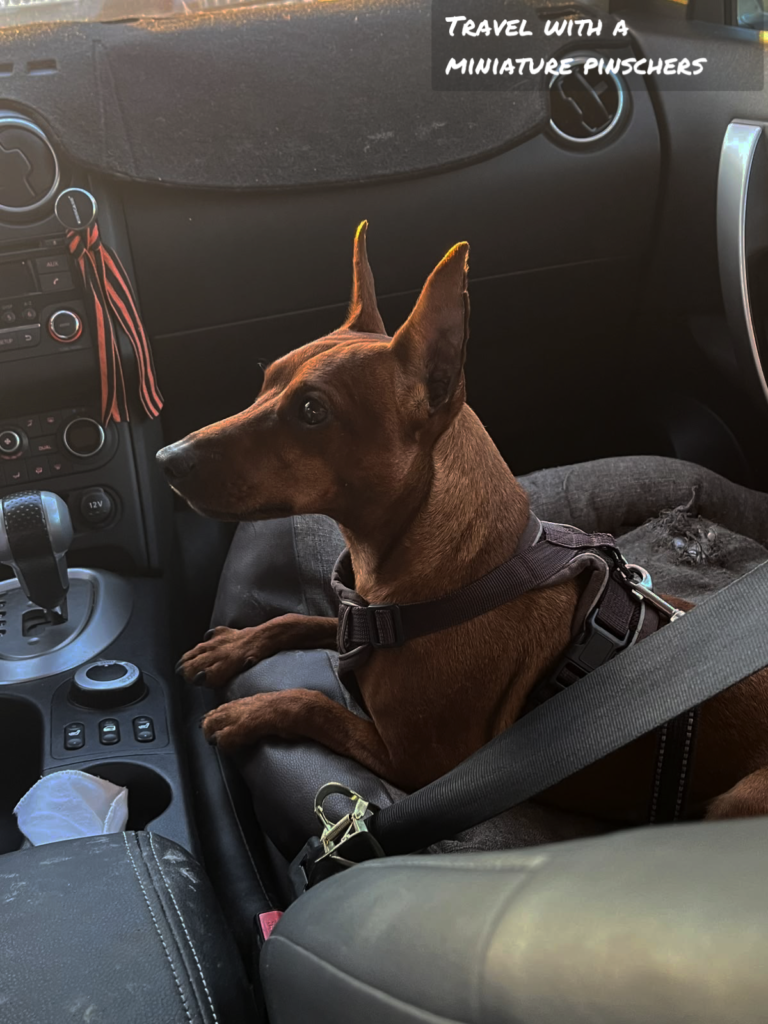Traveling with a Miniature Pinscher: Tips for a Smooth Journey