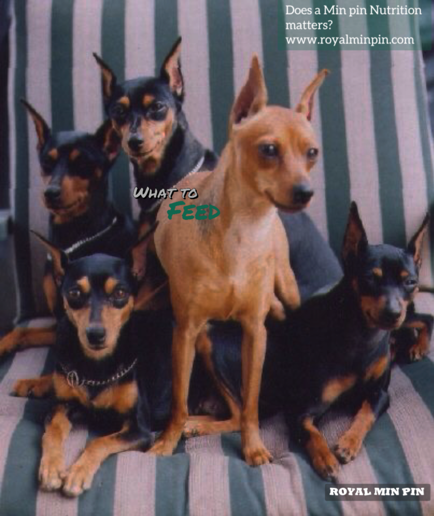 Miniature Pinscher Nutrition: what to Feed
