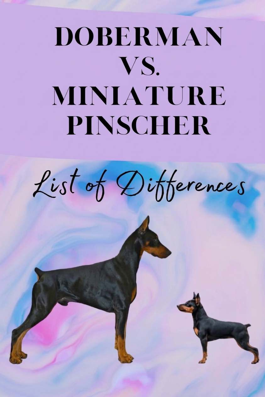 IMG_0112 Miniature Pinscher vs. Doberman