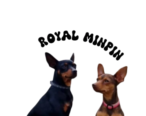 big_logo-removebg-preview