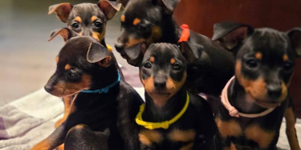 min pins