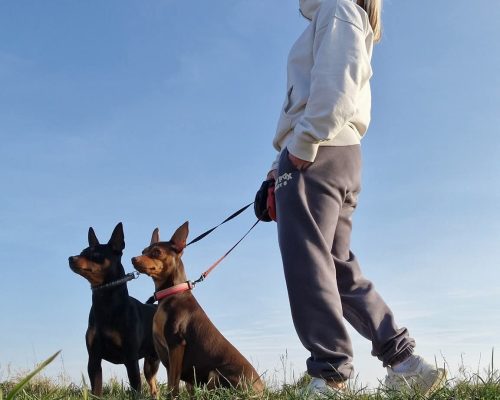 mini pinschers dogs